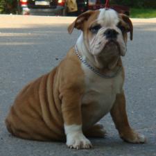 фото бульдога