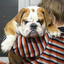 фото бульдога