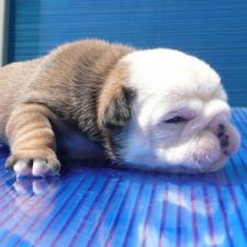 фото бульдога