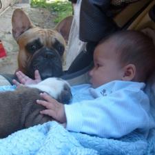 фото бульдога