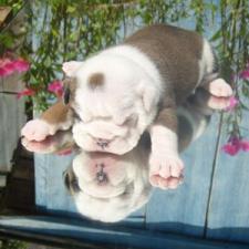 фото бульдога