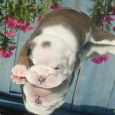 фото бульдога