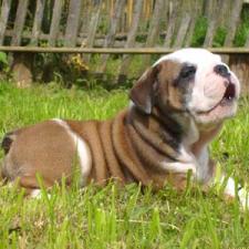 фото бульдога