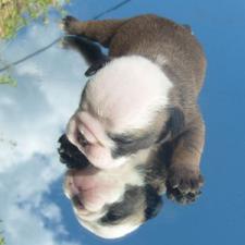 фото бульдога