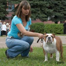 фото бульдога