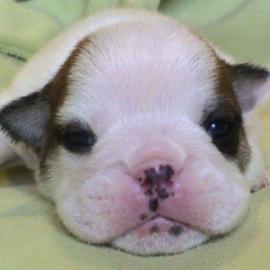 фото бульдога