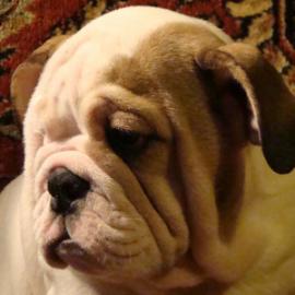 фото бульдога
