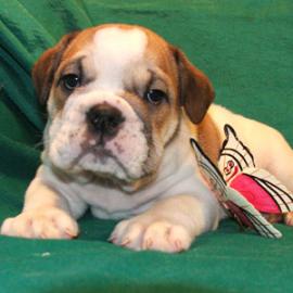 фото бульдога