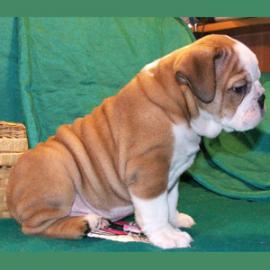 фото бульдога