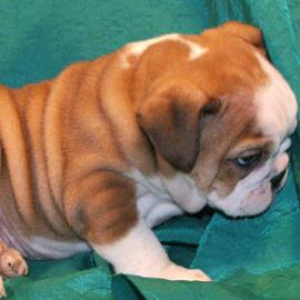 фото бульдога