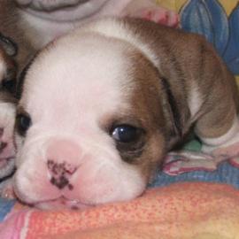 фото бульдога