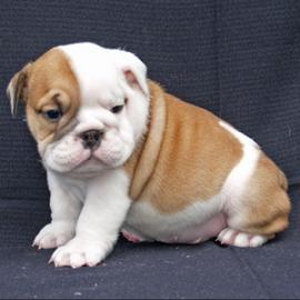 фото бульдога