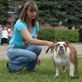 фото бульдога