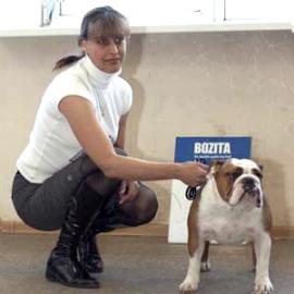 фото бульдога